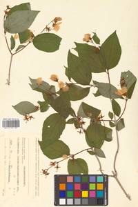 Philadelphus tenuifolius Rupr. & Maxim., Siberia, Russian Far East (S6) (Russia)