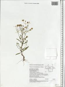 Erigeron droebachiensis O. F. Müll., Eastern Europe, Central region (E4) (Russia)