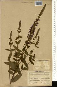 Lythrum salicaria L., Caucasus, Azerbaijan (K6) (Azerbaijan)