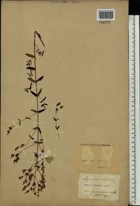 Hypericum elegans Steph. ex Willd., Eastern Europe, North Ukrainian region (E11) (Ukraine)