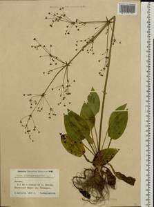 Alisma plantago-aquatica L., Eastern Europe, Latvia (E2b) (Latvia)