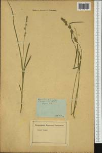 Carex divulsa Stokes, Botanic gardens and arboreta (GARD) (Russia)