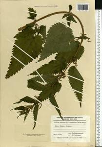 Urtica dioica L., Eastern Europe, North Ukrainian region (E11) (Ukraine)