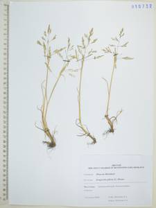 Eragrostis pilosa (L.) P.Beauv., Siberia, Russian Far East (S6) (Russia)