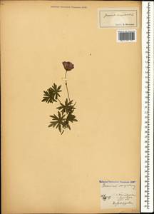 Geranium sanguineum L., Caucasus, Abkhazia (K4a) (Abkhazia)
