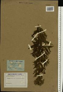 Lithospermum officinale L., Eastern Europe, South Ukrainian region (E12) (Ukraine)