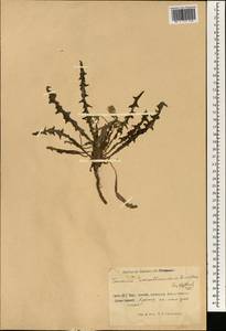 Taraxacum monochlamydeum Hand.-Mazz., South Asia, South Asia (Asia outside ex-Soviet states and Mongolia) (ASIA) (China)