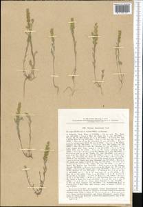 Alyssum turkestanicum Regel & Schmalh. ex Regel, Middle Asia, Dzungarian Alatau & Tarbagatai (M5) (Kazakhstan)