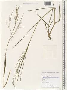 Panicum dichotomiflorum Michx., Caucasus, Black Sea Shore (from Novorossiysk to Adler) (K3) (Russia)