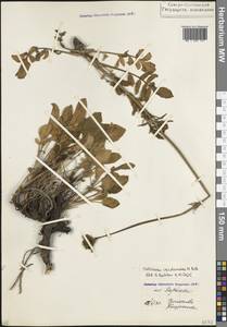 Valeriana cardamines M.Bieb., Caucasus, North Ossetia, Ingushetia & Chechnya (K1c) (Russia)