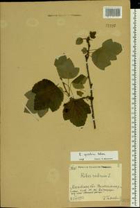 Ribes spicatum E.Robson, Eastern Europe, Moscow region (E4a) (Russia)