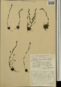 Draba cana Rydb., Mongolia (MONG) (Mongolia)