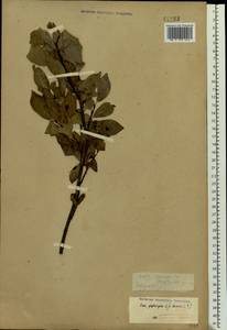 Salix phylicifolia L., Eastern Europe, Northern region (E1) (Russia)