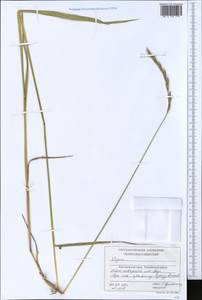 Elymus, Siberia, Central Siberia (S3) (Russia)