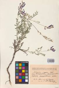 Astragalus varius S.G.Gmel., Eastern Europe, Lower Volga region (E9) (Russia)