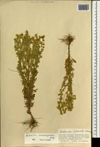 Artemisia macrocephala Jacquem. ex Besser, Mongolia (MONG) (Mongolia)