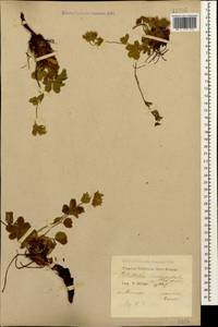 Potentilla brachypetala Fisch. & C. A. Mey. ex Lehm., Caucasus, Krasnodar Krai & Adygea (K1a) (Russia)