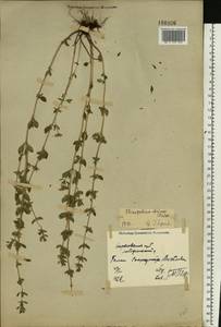 Clinopodium acinos (L.) Kuntze, Eastern Europe, North Ukrainian region (E11) (Ukraine)