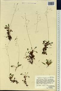 Micranthes staminosa (Shlotg. & Vorosch.) Tkach, Siberia, Yakutia (S5) (Russia)