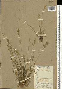 Bromus hordeaceus L., Eastern Europe, Belarus (E3a) (Belarus)