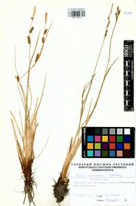 Carex erawinensis Korotky, Siberia, Baikal & Transbaikal region (S4) (Russia)