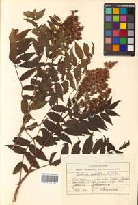 Sorbaria sorbifolia (L.) A. Braun, Siberia, Russian Far East (S6) (Russia)