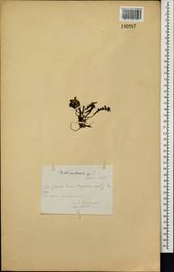 Pedicularis oederi, Siberia, Central Siberia (S3) (Russia)