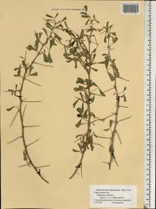 Caragana halodendron (Pall.) Dum.Cours., Eastern Europe, Lower Volga region (E9) (Russia)