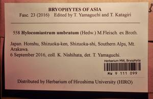 MW 9 111 099, Hylocomiastrum umbratum (Hedw.) M. Fleisch. ex Broth., Bryophytes, Bryophytes - Asia (outside ex-Soviet states) (BAs) (Japan)