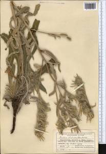 Onosma dichroantha Boiss., Middle Asia, Pamir & Pamiro-Alai (M2) (Tajikistan)