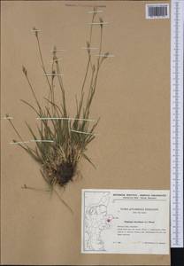Danthonia decumbens (L.) DC., Western Europe (EUR) (Denmark)