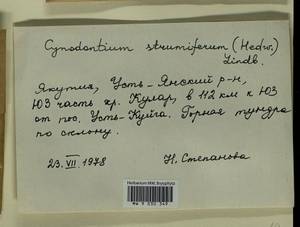 Cynodontium strumiferum (Hedw.) Lindb., Bryophytes, Bryophytes - Yakutia (B19) (Russia)