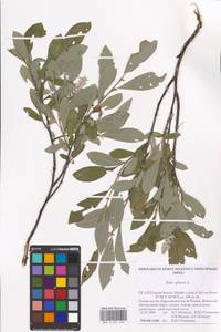 Salix glauca L., Eastern Europe, Northern region (E1) (Russia)