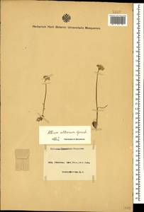 Allium rubellum M.Bieb., Caucasus, Azerbaijan (K6) (Azerbaijan)