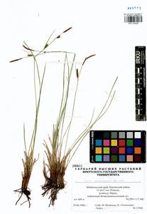 Carex erawinensis Korotky, Siberia, Baikal & Transbaikal region (S4) (Russia)