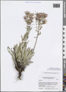 Saussurea amara (L.) DC., Siberia, Altai & Sayany Mountains (S2) (Russia)