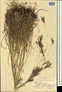 Bothriochloa ischaemum (L.) Keng, Crimea (KRYM) (Russia)