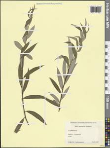 Salix excelsa J.F.Gmel., Caucasus, Azerbaijan (K6) (Azerbaijan)