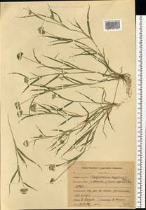 Dactyloctenium aegyptium (L.) Willd., Eastern Europe, Central forest region (E5) (Russia)