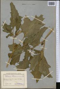 Datura stramonium L., Middle Asia, Northern & Central Tian Shan (M4) (Kazakhstan)