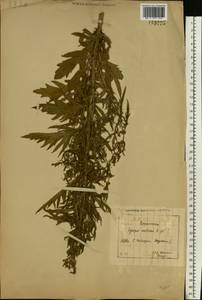 Lycopus exaltatus L.f., Eastern Europe, Central forest-and-steppe region (E6) (Russia)