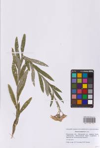 Jacobaea paludosa subsp. lanata (Holub) B.Nord., Eastern Europe, Moscow region (E4a) (Russia)