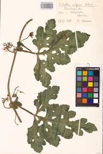 Citrullus lanatus (Thunb.) Matsumura & Nakai, Eastern Europe, North-Western region (E2) (Russia)