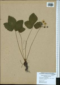 Fragaria moschata Duchesne, Eastern Europe, Central region (E4) (Russia)