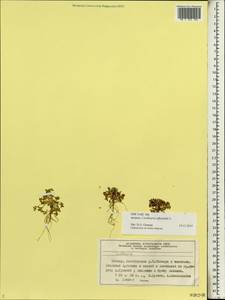 Cochlearia officinalis L., Siberia, Central Siberia (S3) (Russia)