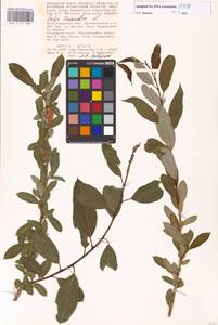 Salix triandra L., Eastern Europe, Lower Volga region (E9) (Russia)