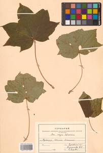 Acer pictum subsp. mayrii (Schwer.) H.Ohashi, Siberia, Russian Far East (S6) (Russia)