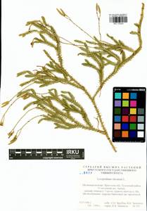 Lycopodium clavatum L., Siberia, Baikal & Transbaikal region (S4) (Russia)