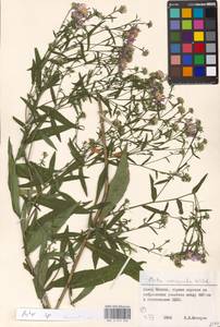 Aster, Eastern Europe, Moscow region (E4a) (Russia)