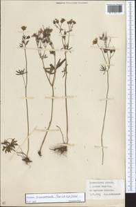 Geranium linearilobum DC. in Lam. & DC., Middle Asia, Northern & Central Kazakhstan (M10) (Kazakhstan)